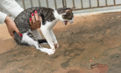 싸움은 그만두는 게 좋습니까?