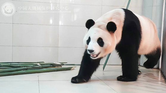 푸바오 탈모 의혹