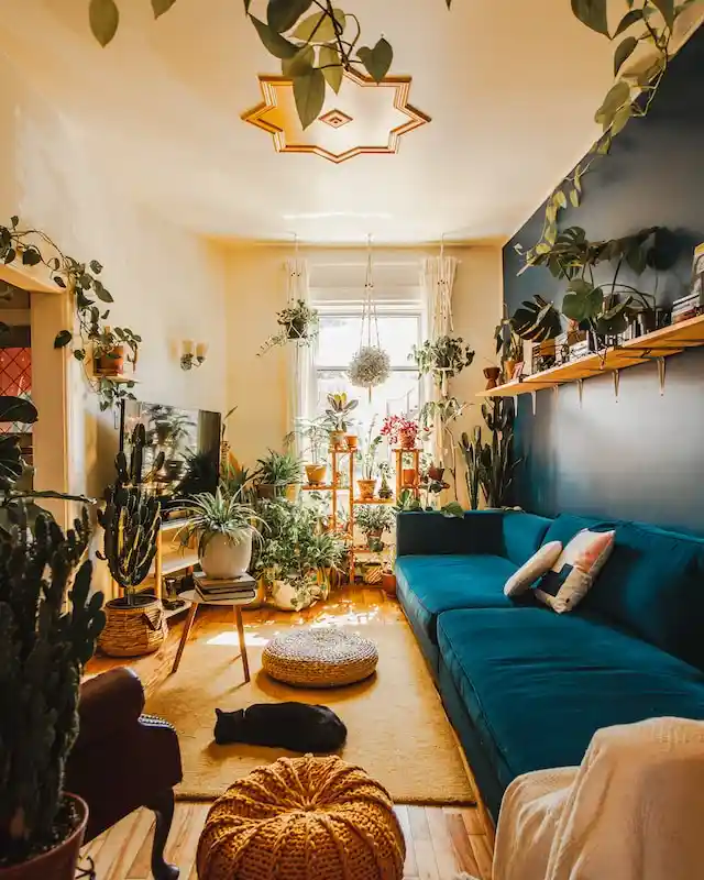 식물로곰팡이예방하기