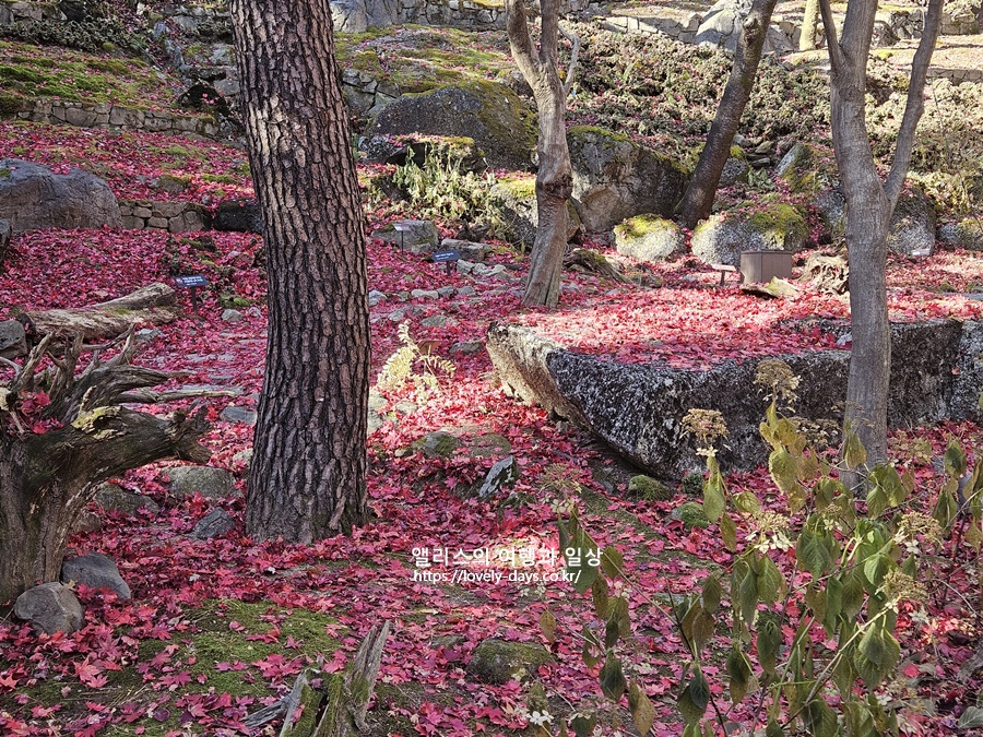 2026 화담숲 봄시즌 예약방법 시즌 기간 모노레일 입장료 꿀팁 정리