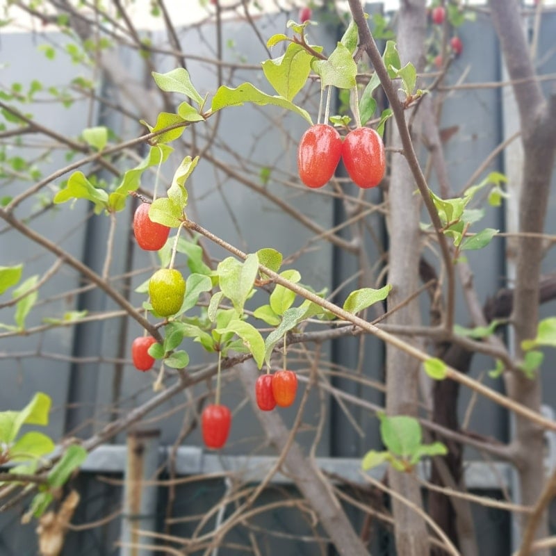 면역력 높입니다.