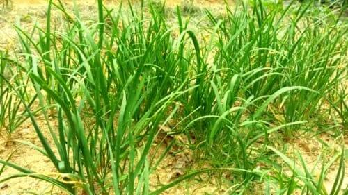 부추-수확-효능