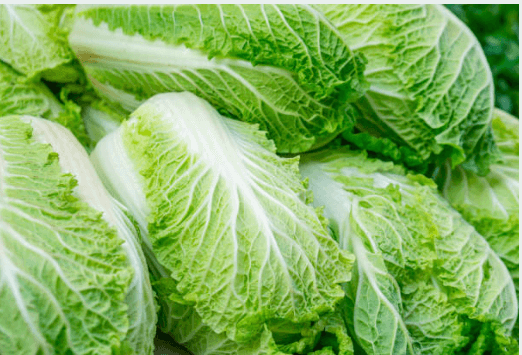 해남 절임배추