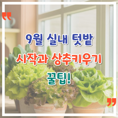 9월-실내-텃밭-시작과-상추키우기-꿀팁