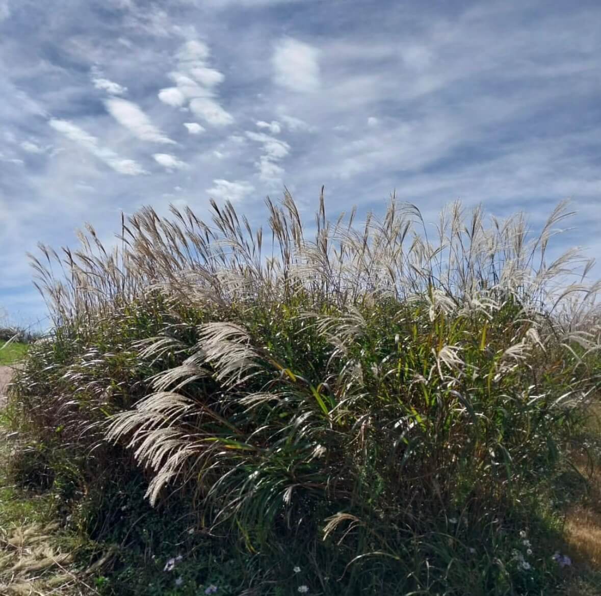 황매산 억새축제기간
