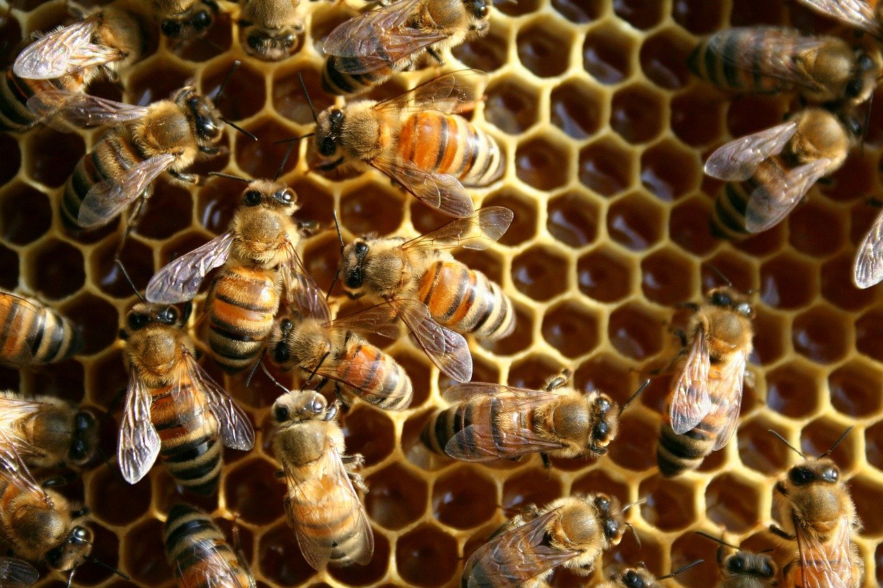 육각형 벌집 위에 모여있는 일벌들