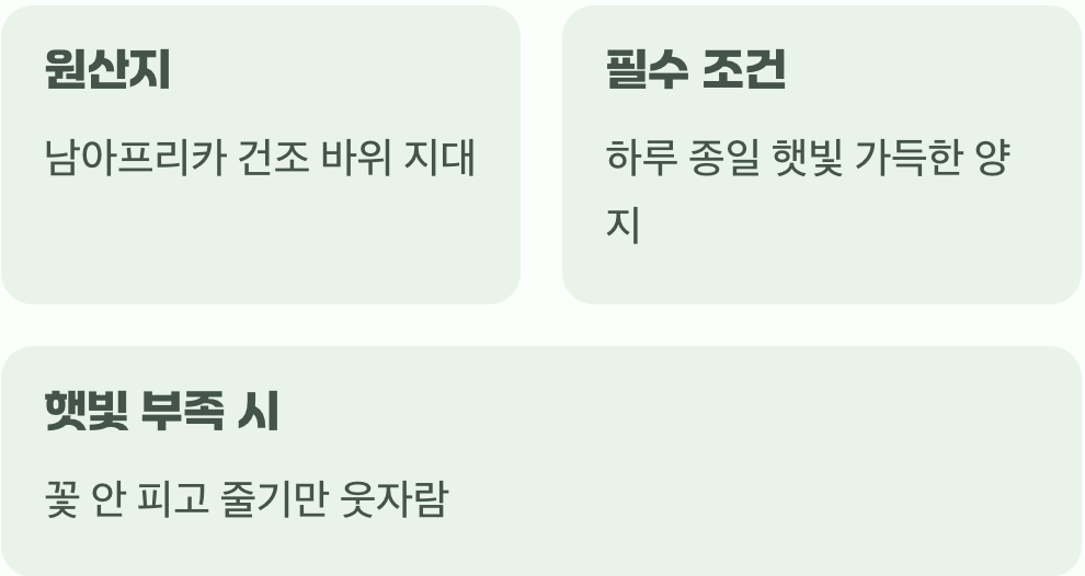 태양을 사랑하는 아이