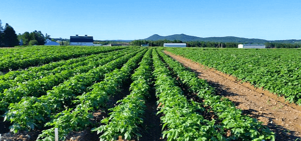 초록색 잎이 가득한 드넓은 감자밭이 있다. 세로로 한줄씩 감자줄기들이 심어졌다.