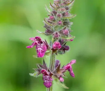 초석잠 효능과 영양성분, 주의점