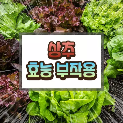 상추 효능 부작용에 대하여