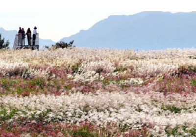 제1회-전국-억새&amp;노을-사진-공모전
