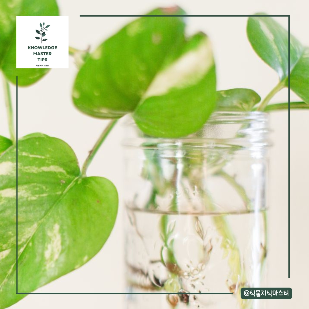 수경재배의 물 교체 주기