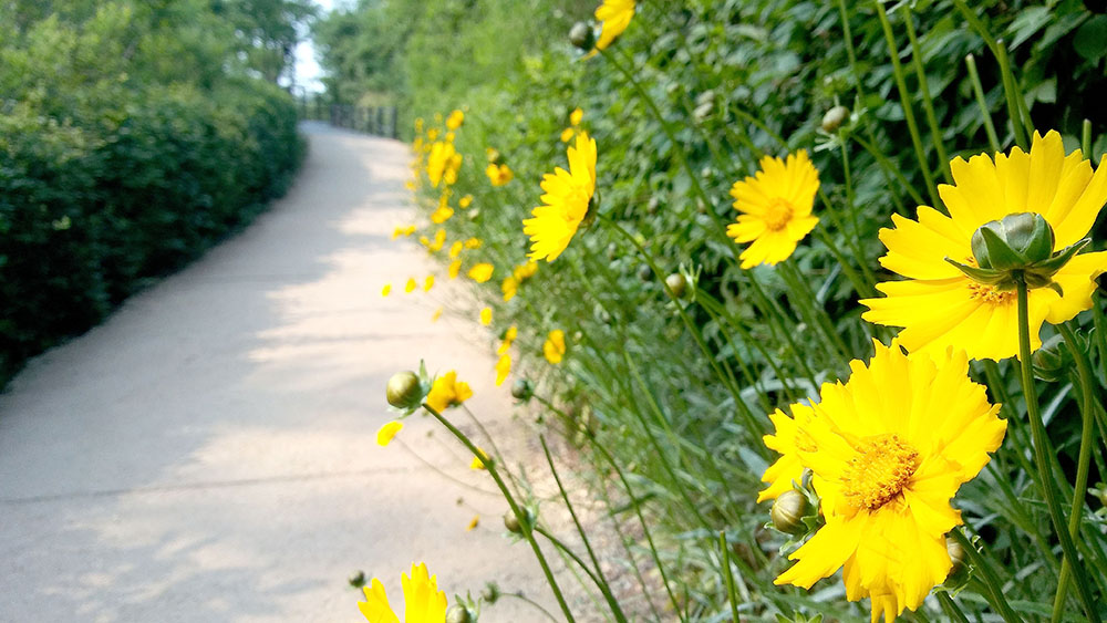 서대문구 안산자락길(AnsanJarakgil)을 걷다