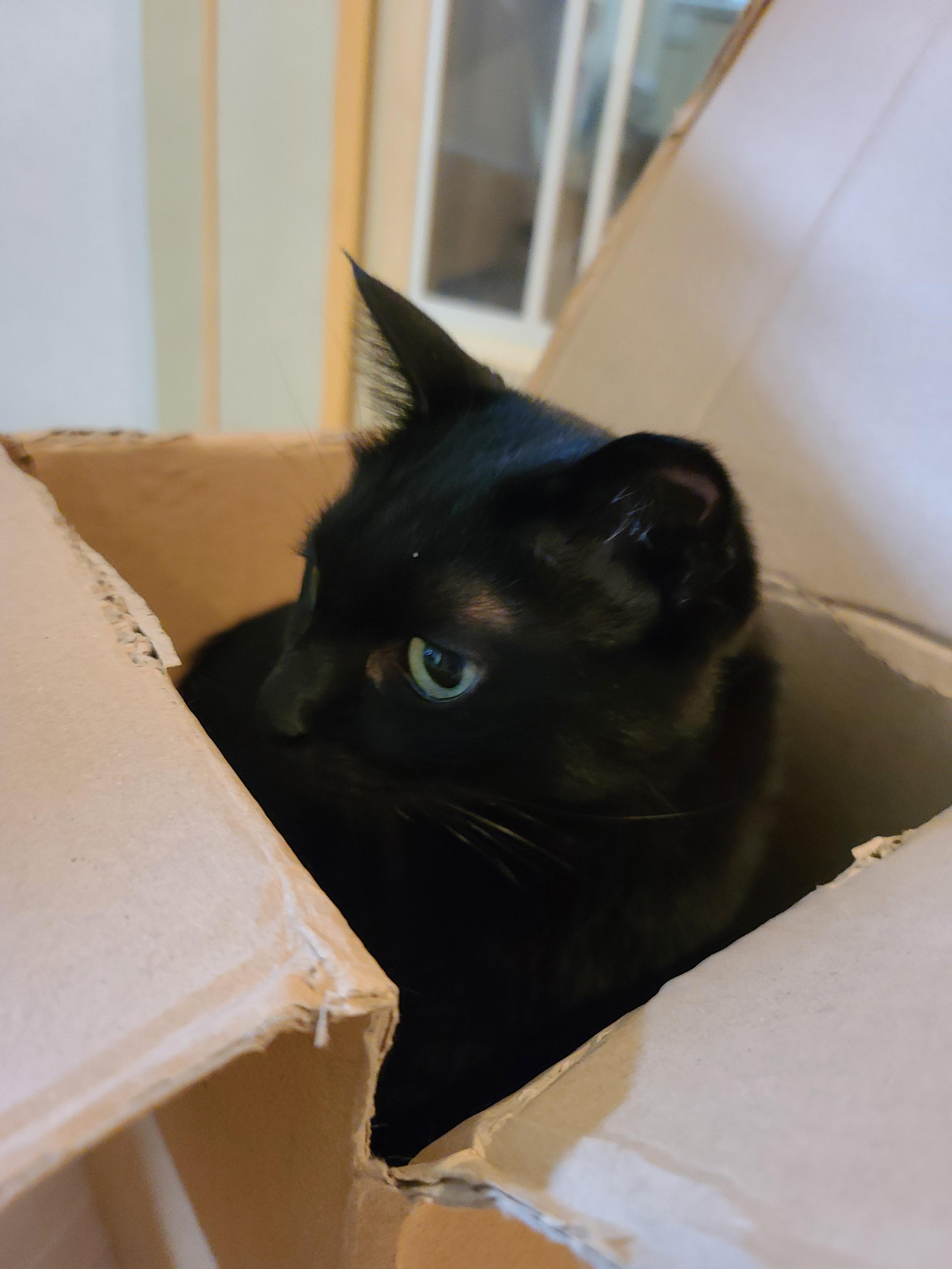 신상박스가 많이 생겨 신난 고양이들.(심쿵사진 있음)