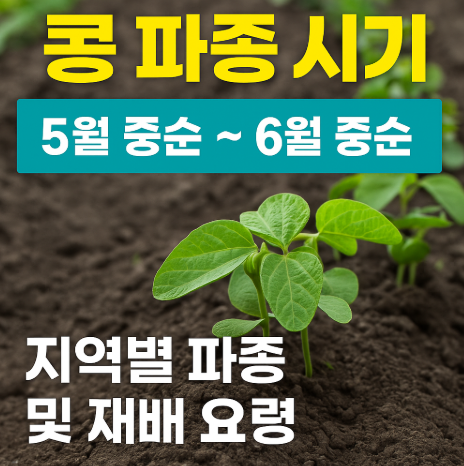 콩 파종 시기와 재배 꿀팁, 지역별 적정 시기 수확 방법 (콩농사) (이미지 챗지피티)