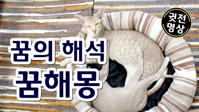 꿈 해몽 관련 이미지