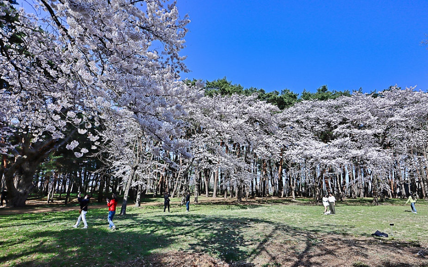 허균허난설헌 기념공원 벚꽃