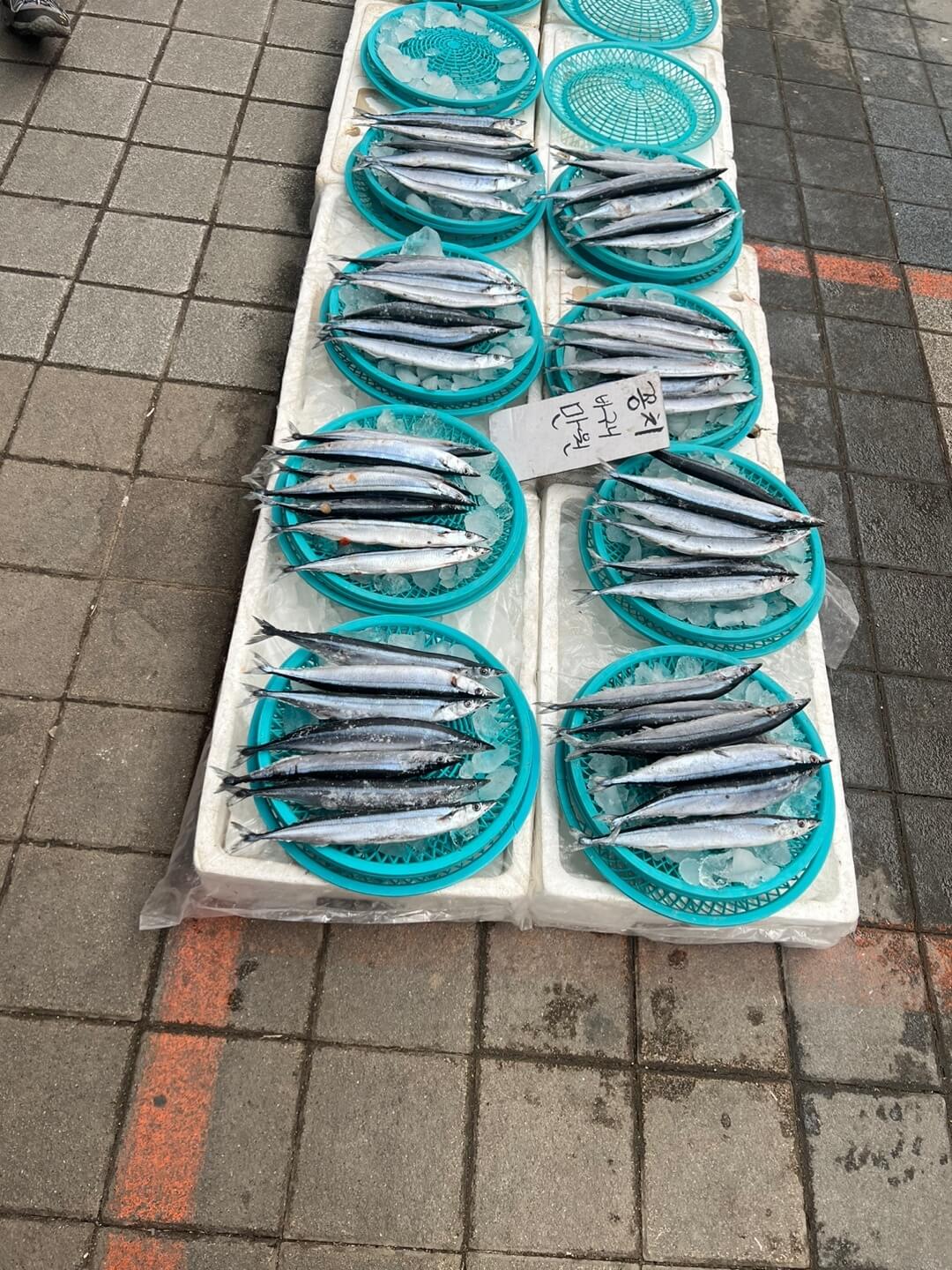 꽁치