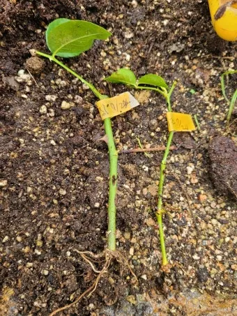 장미 삽목하는 방법 집에서 쉽게 번식하는 팁_17