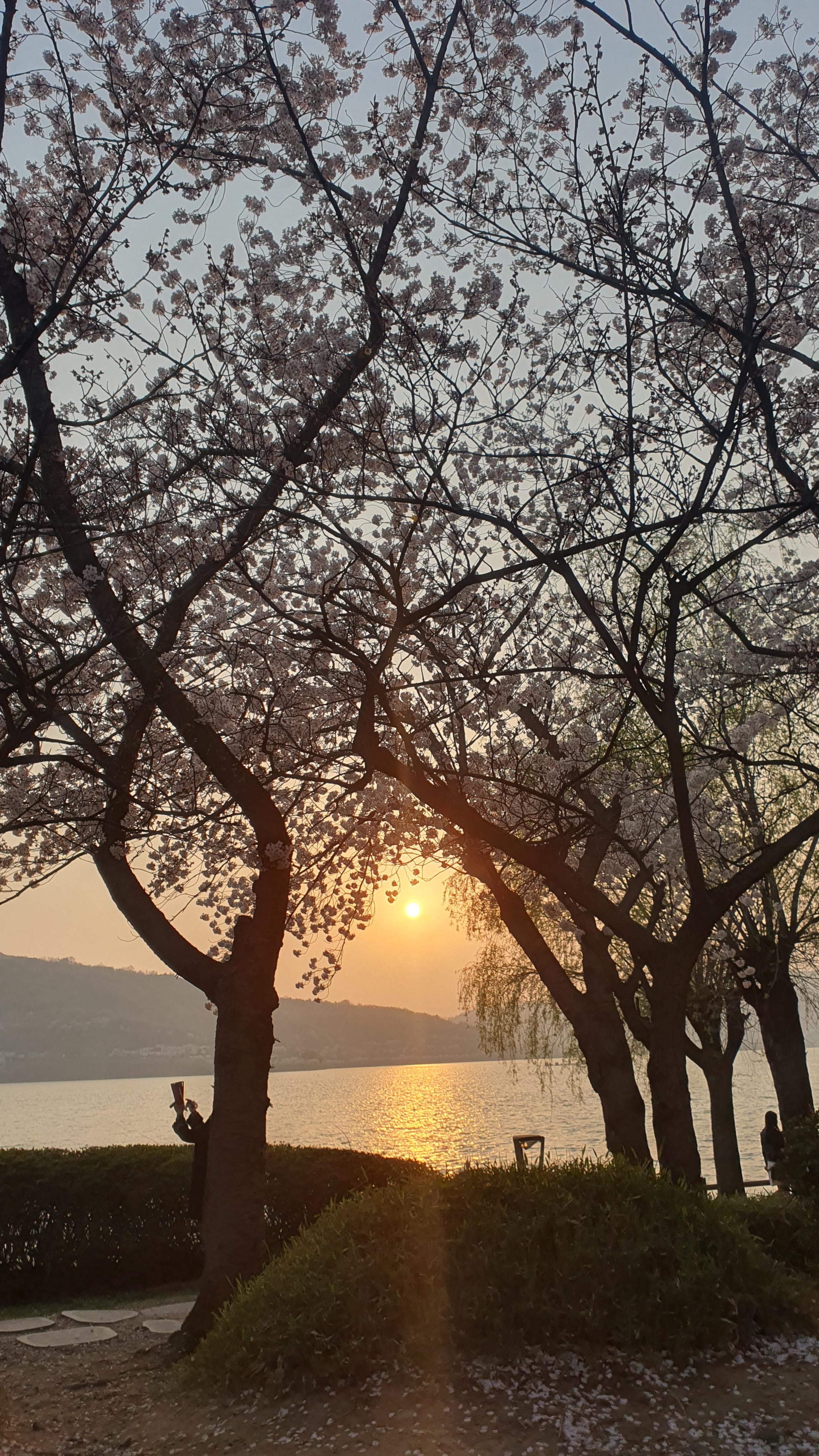 경주 보문관광단지 보문호 벚꽃길