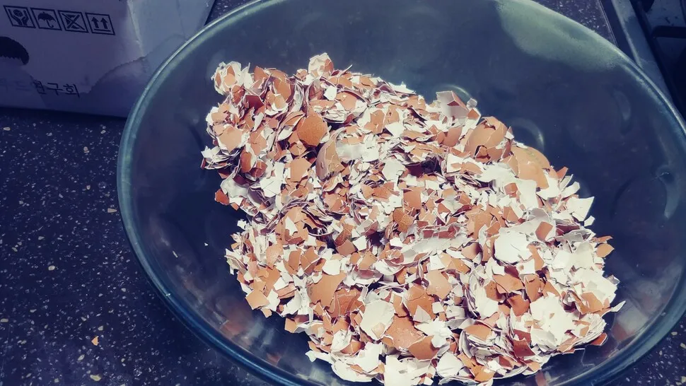 계란껍질 분말 토양개선 칼슘보충 사용요령 초보도 따라하기_4