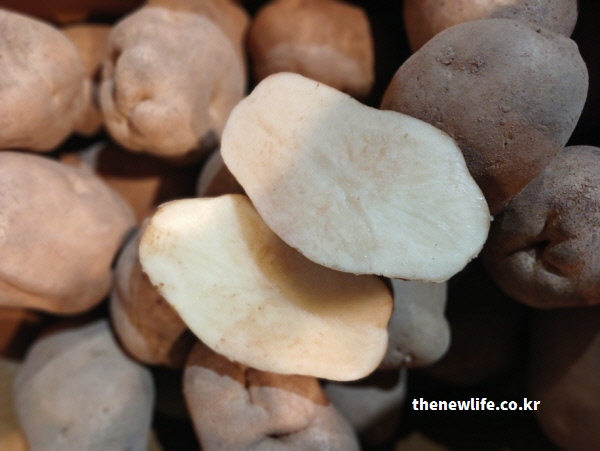 피부 미용을 위해 얇게 썰거나 갈아서 팩으로 활용하기 좋은, 수분 가득하고 싱싱한 생감자의 하얀 속살 단면 실물 사진