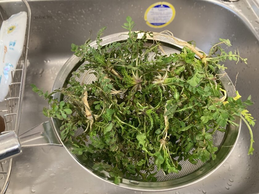 노지 냉이 손질법