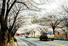 제 28회 제천 청풍호 벚꽃축제 기본일정과 특징 소개