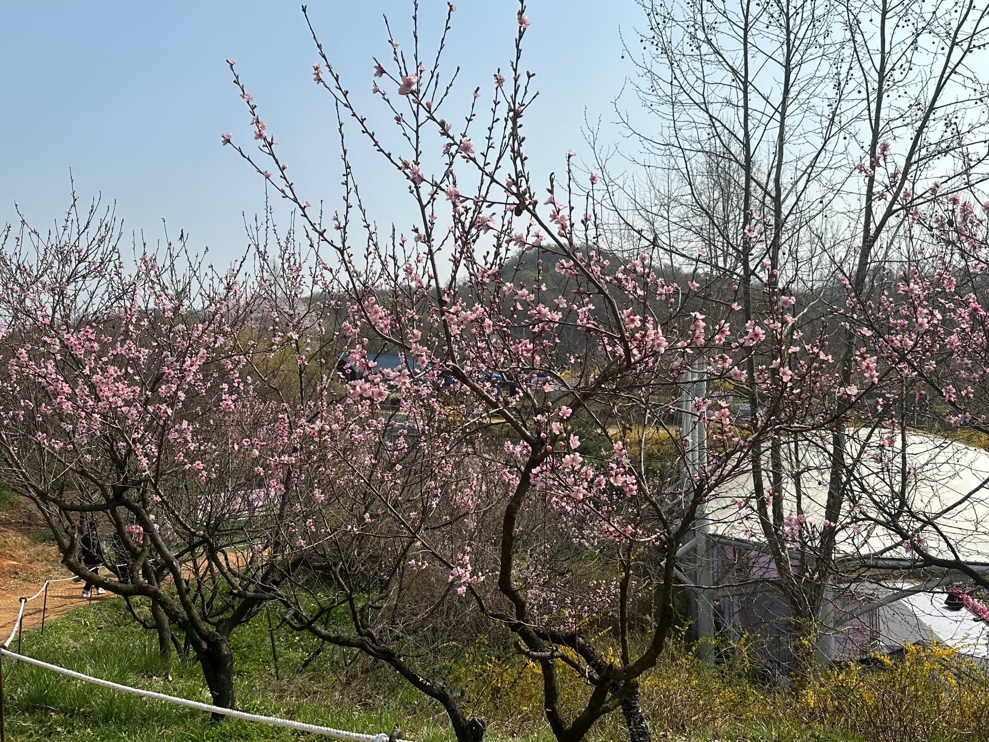 [4월 축제]서울근교 봄꽃 축제❘부천 춘덕산 복숭아꽃 축제❘복숭아꽃 개화가 절정이에요. 맛집 추천