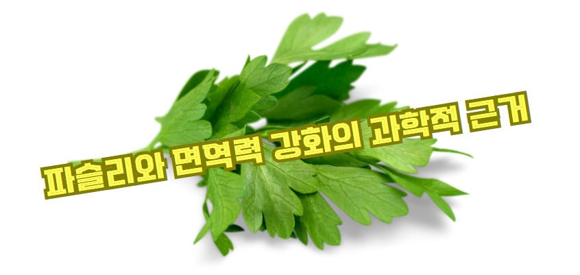 파슬리와 면역력 강화의 과학적 근거