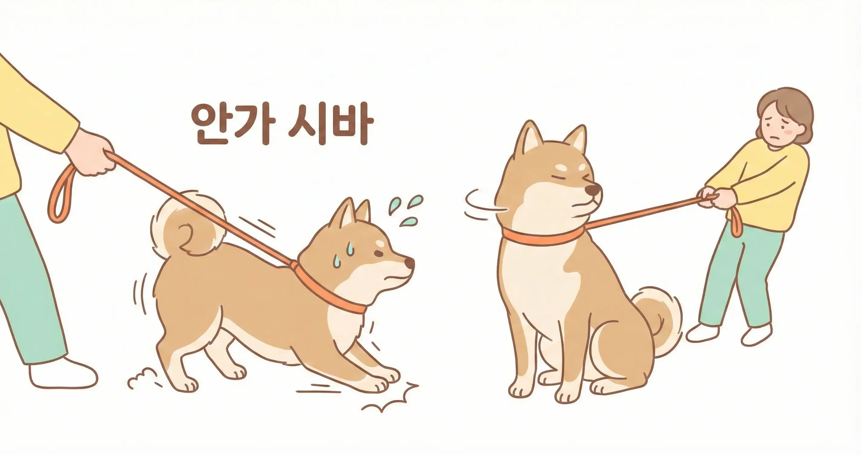 목줄을 당겨도 버티며 고집부리는 시바견