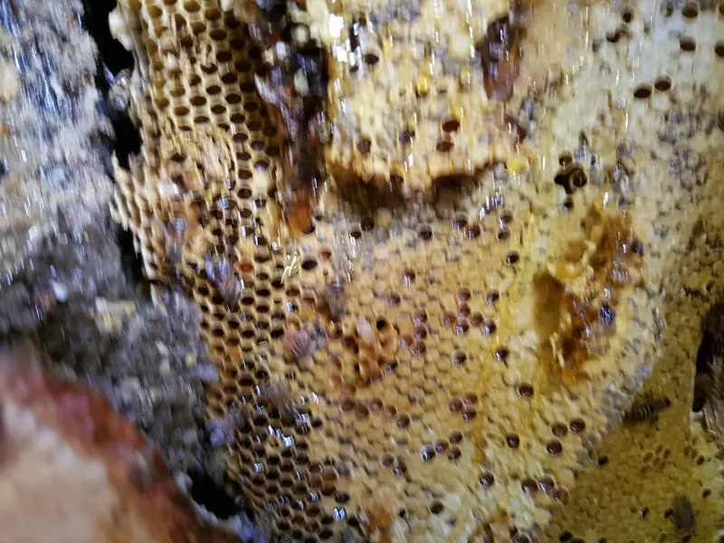 석청꿀 효능 7가지 보관방법 섭취 시 주의사항에 대해서 알아보기_3