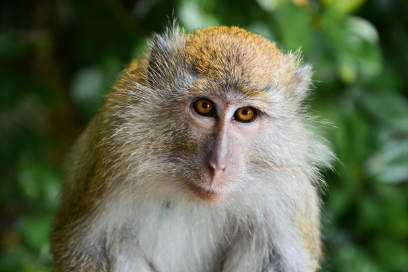 2025년 7월 원숭이띠(생년별) 운세