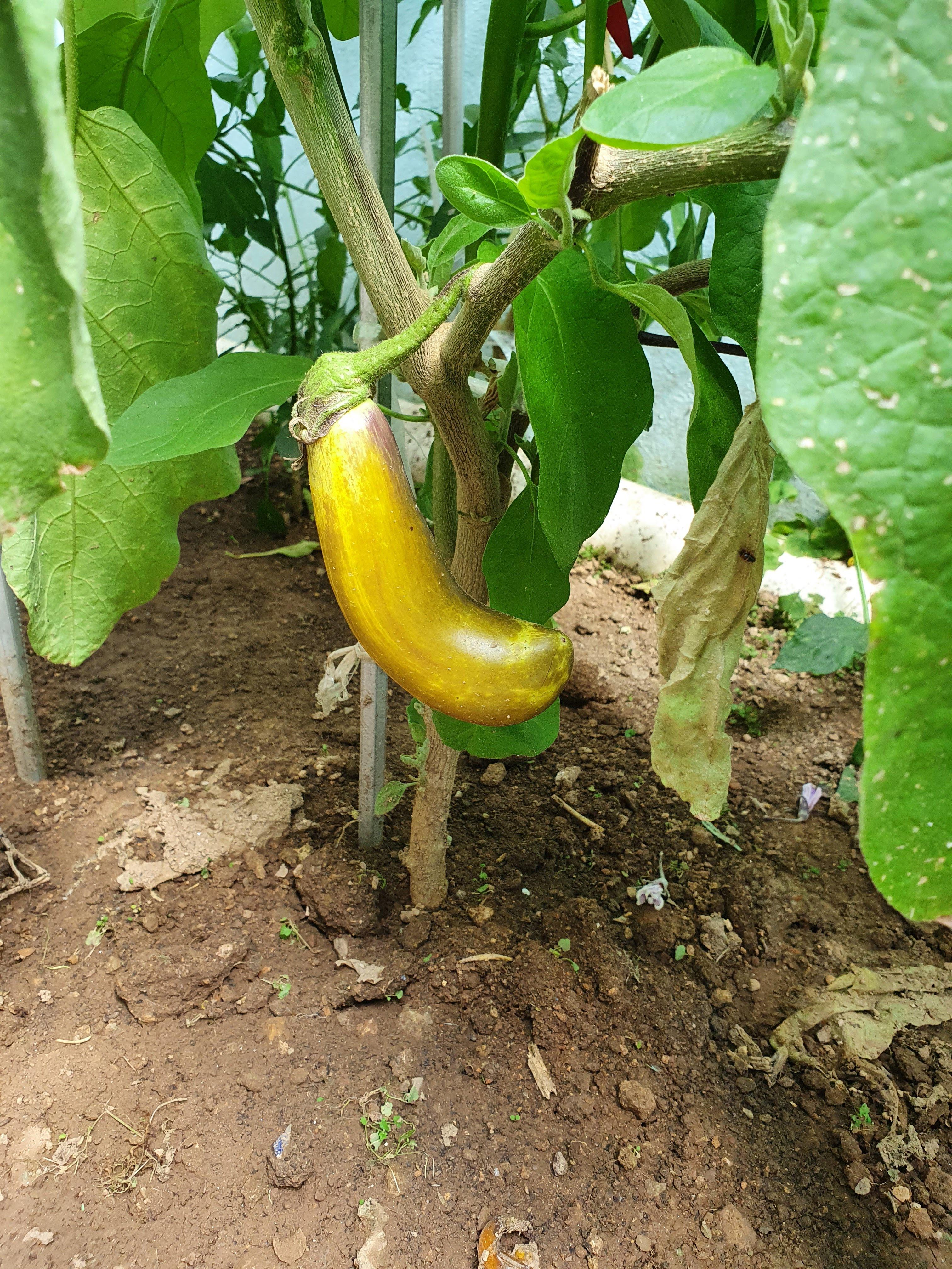 간장