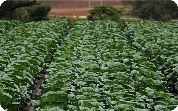 괴산 (절임)배추 이미지/출처: 이마트몰 SSG홈페이지 