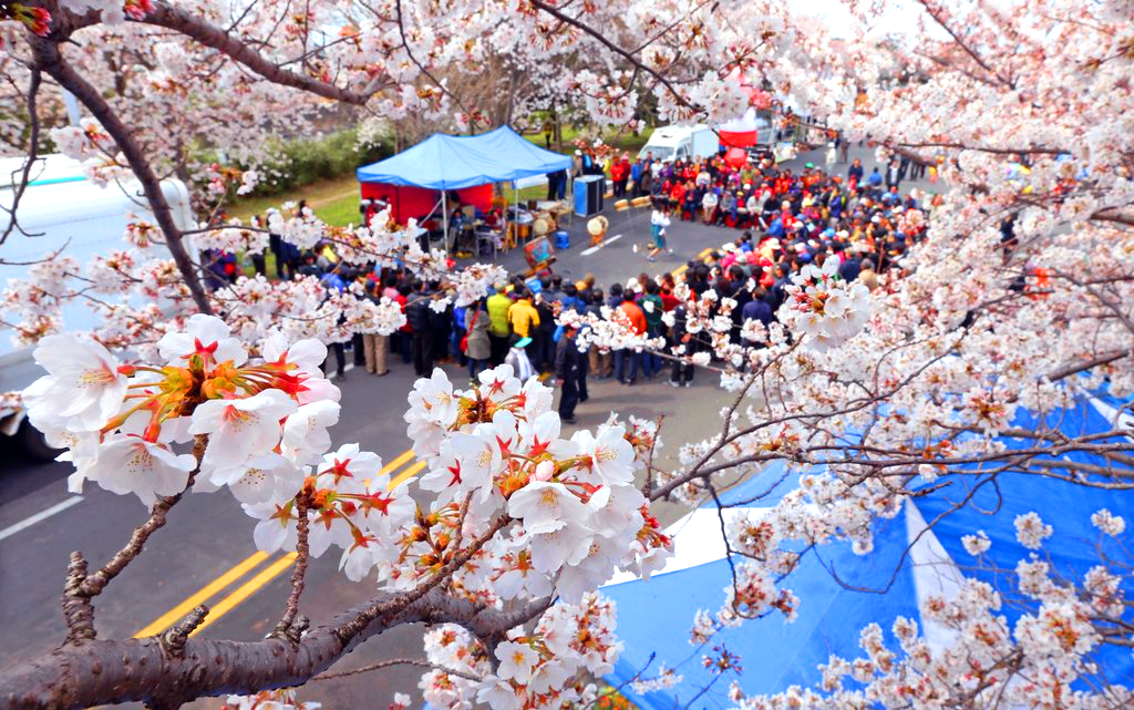 벚꽃축제