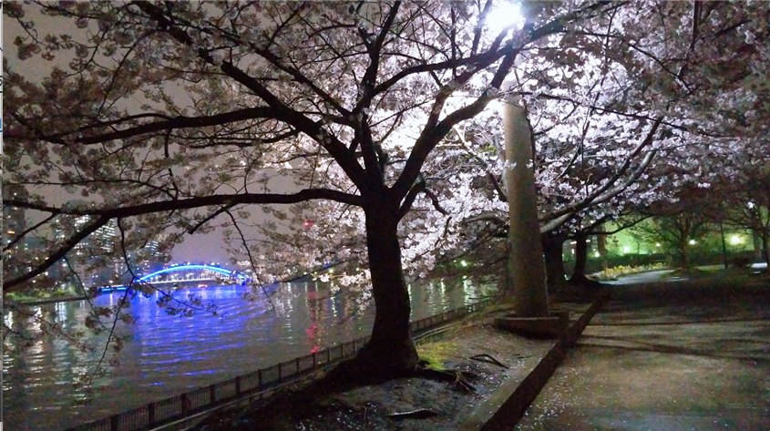 이시카와지마공원 벚꽃들