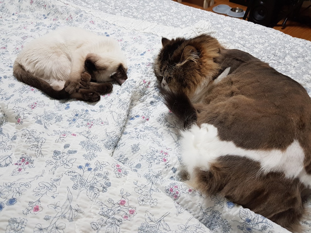 침대위의 새끼 샴고양이와 성묘 페르시안