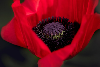 모티리톤정 성분