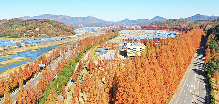 담양 메타세쿼이아 가로수길