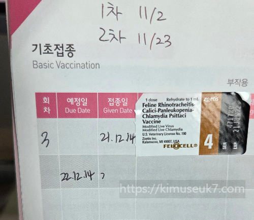 구조묘의 첫 예방접종, 어린 고양이의 병원 경험 기록