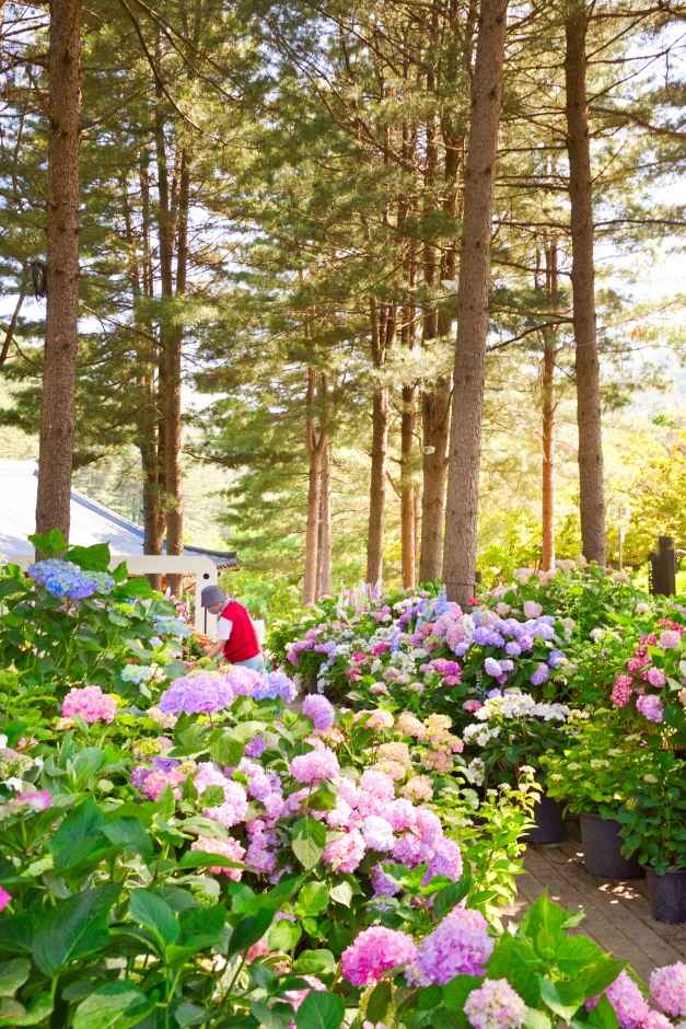 아침고요수목원 수국전시회