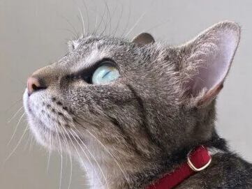 고양이 턱 여드름