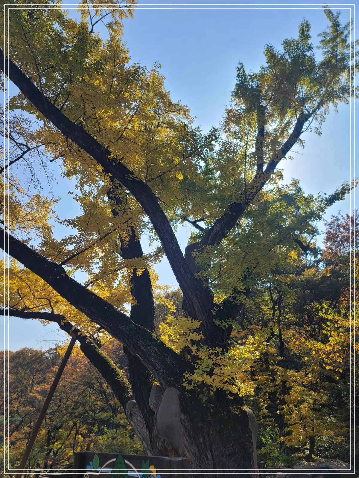 전등사-경내-보호수-은행나무