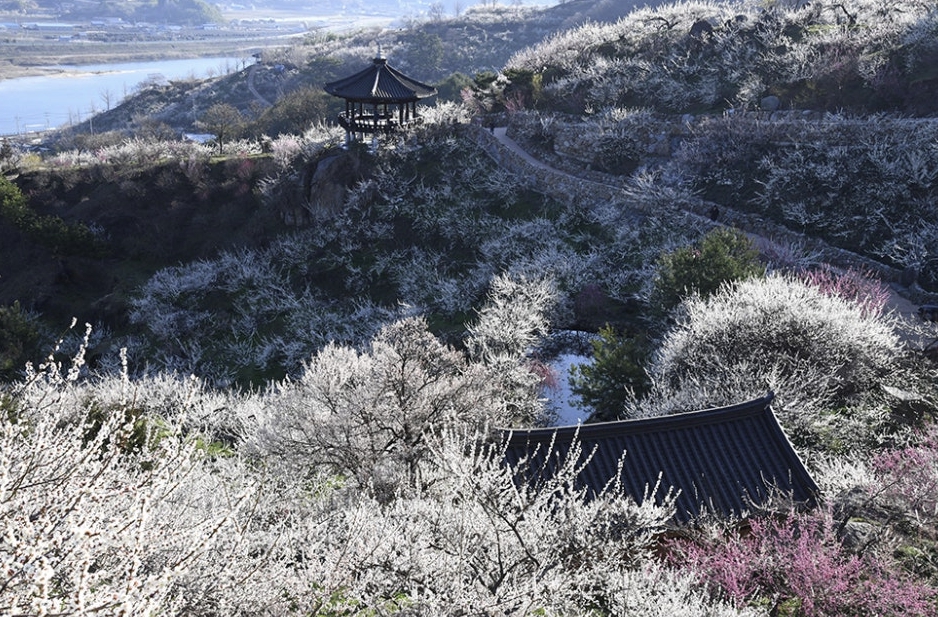 광양 매화마을축제 개화시기 축제기간 입장료