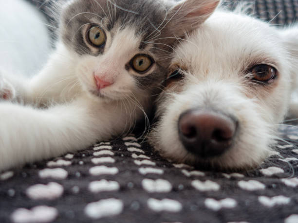 아픈 고양이 꿈 해몽