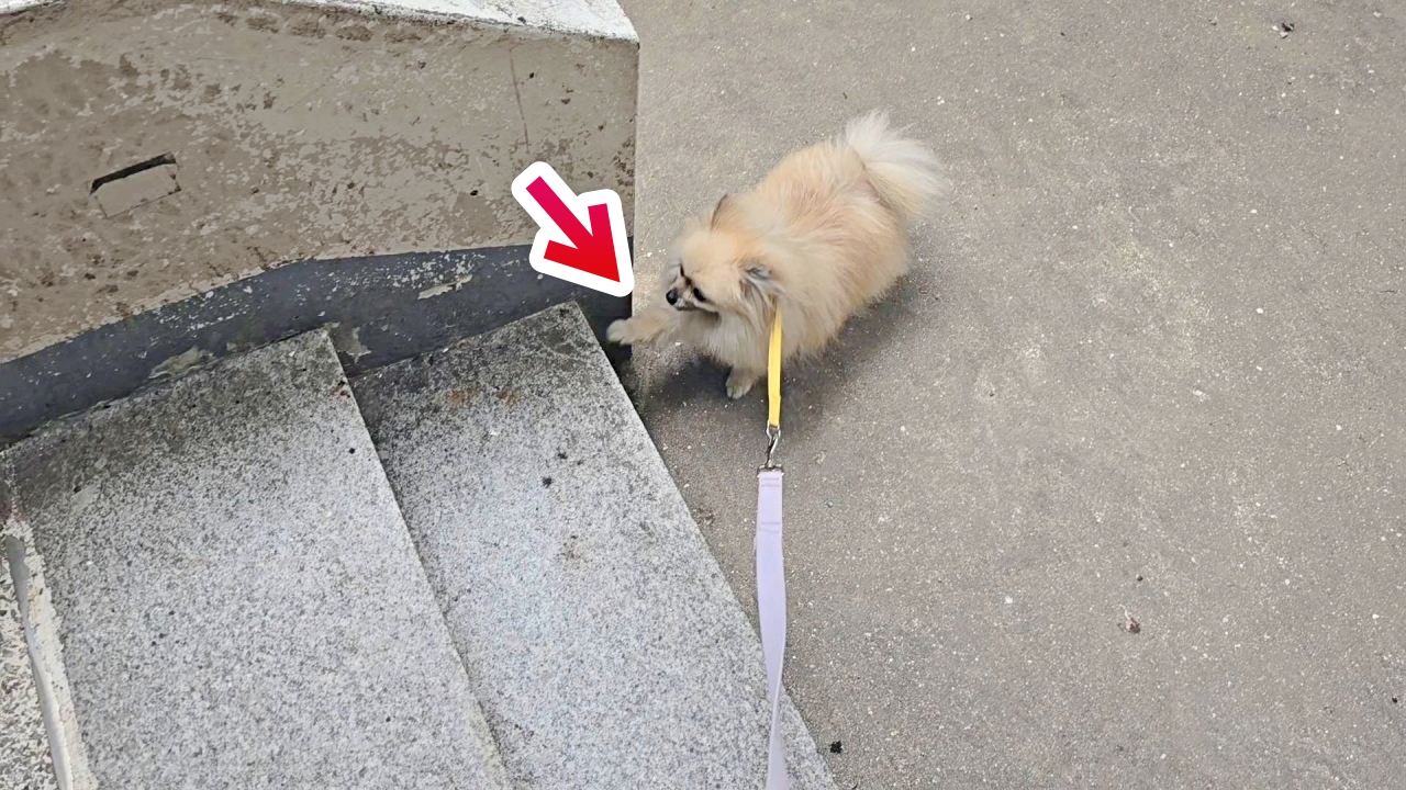 계단 오르려는 강아지
