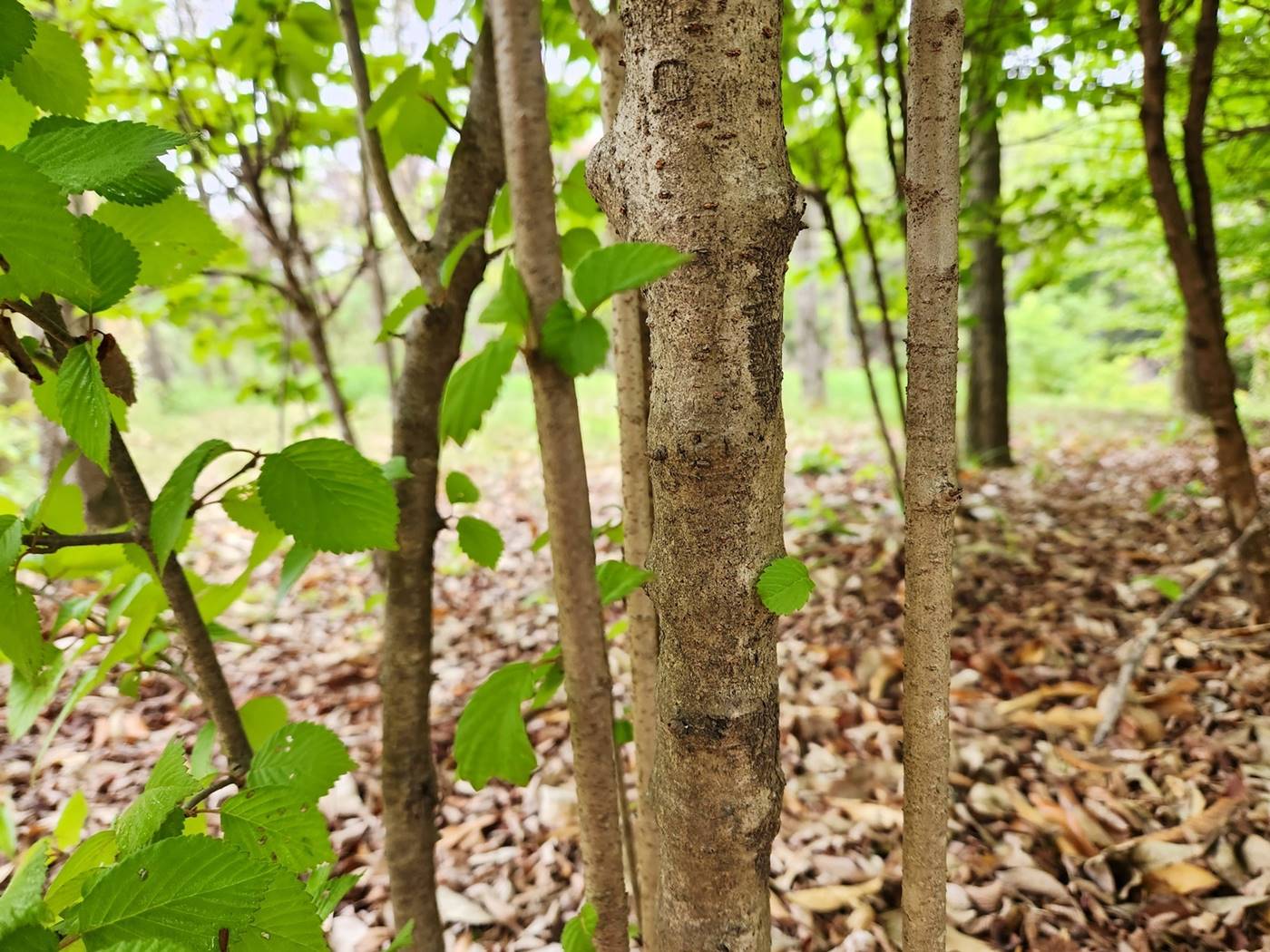 설구화 라나스(라나스덜꿩나무)
