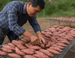 고구마 수확시기