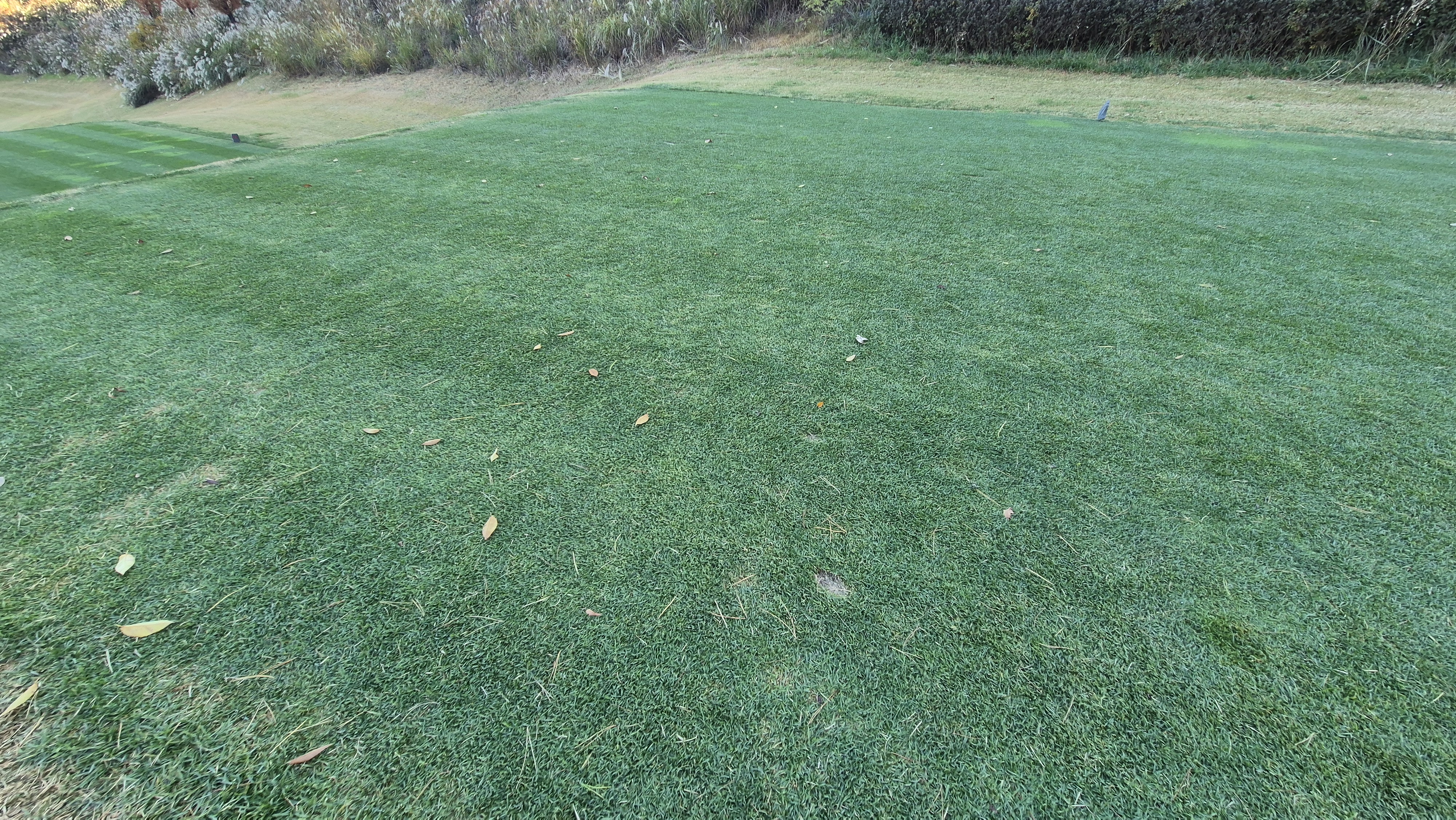 레이캐슬cc 티잉구역 상태